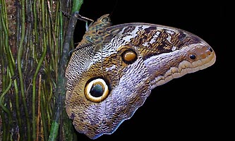 Caligo ou papillon chouette
