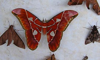 papillons nocturnes de Guyane